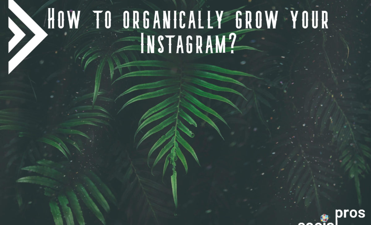 How to organically grow your Instagram?