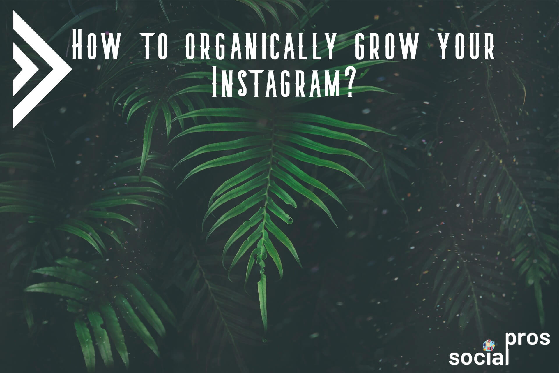 grow Instagram organically