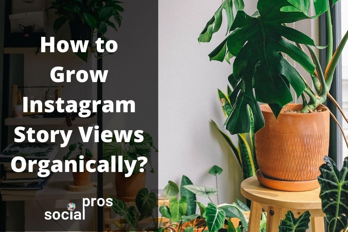 You are currently viewing How to Grow Instagram Story Views Organically